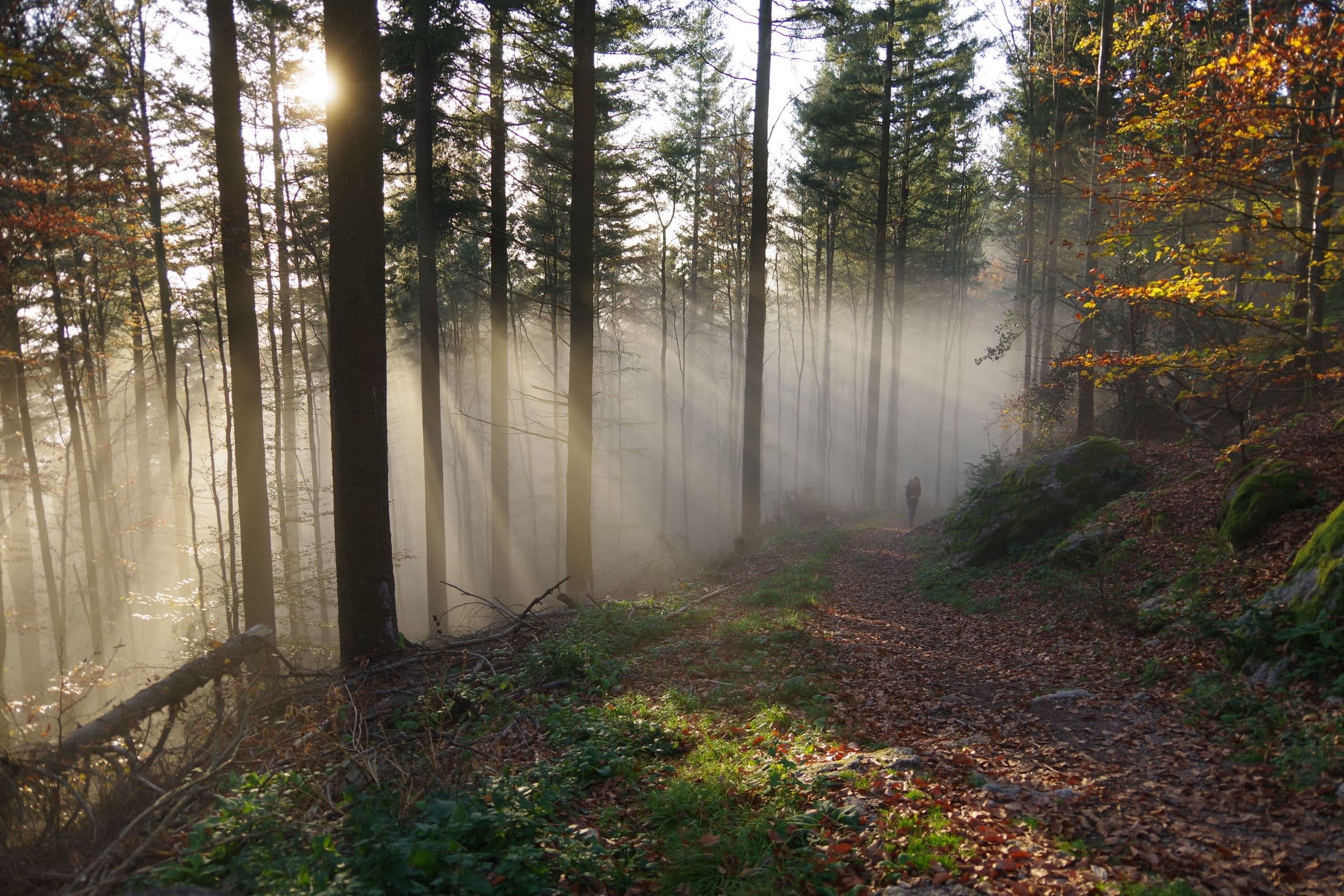 Sunbeams filtering through a mossy forest trail